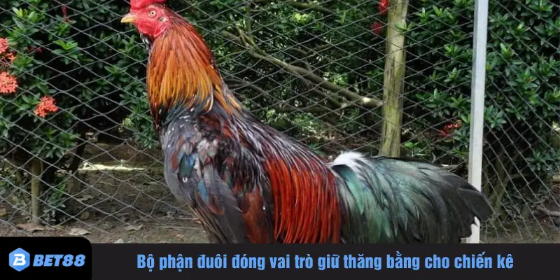 Bộ phận đuôi đóng vai trò giữ thăng bằng cho chiến kê