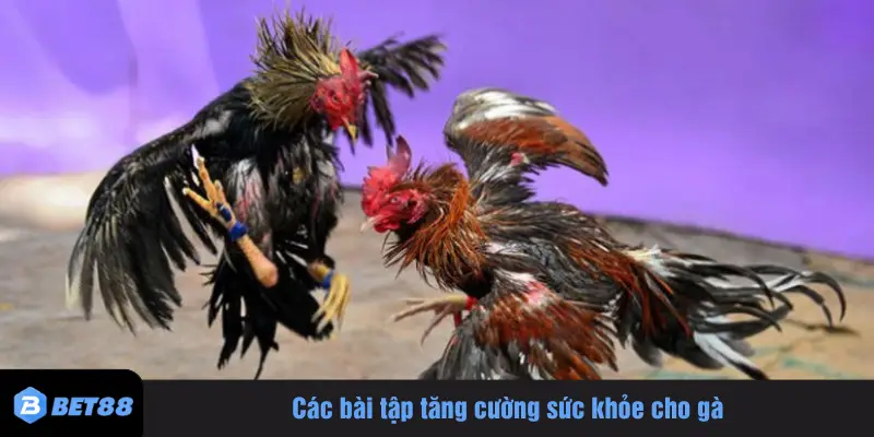 Các bài tập tăng cường sức khỏe cho gà
