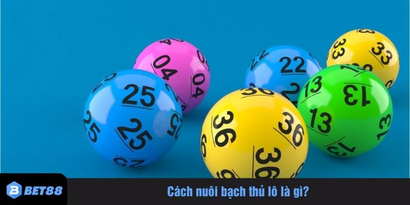 Cách nuôi bạch thủ lô là chiến thuật được nhiều người chơi lô đề lựa chọn