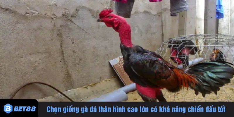 Chọn giống gà đá thân hình cao lớn có khả năng chiến đấu tốt