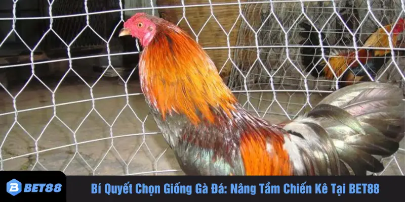 chọn giống gà đá