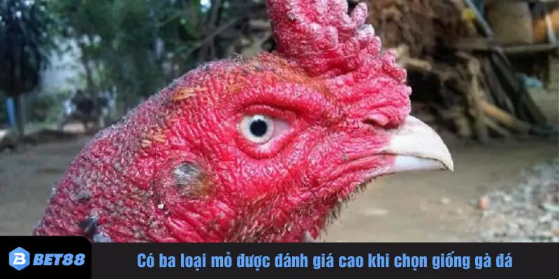 Có ba loại mỏ được đánh giá cao khi chọn giống gà đá