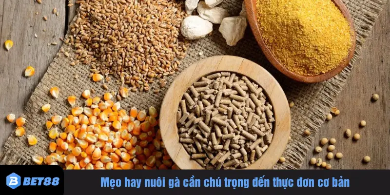 Mẹo hay nuôi gà cần chú trọng đến thực đơn cơ bản
