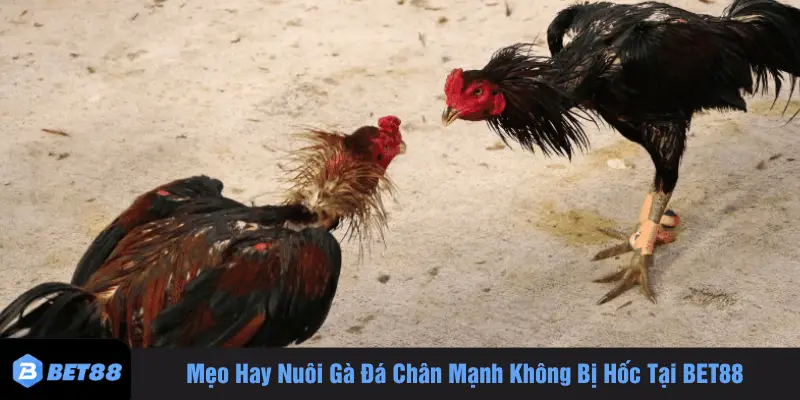 Mẹo hay nuôi gà