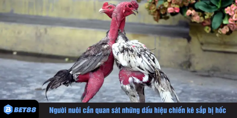 Người nuôi cần quan sát những dấu hiệu chiến kê sắp bị hốc